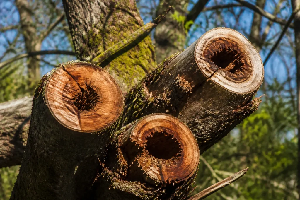 Branches severement coupees exposant le bois ancien