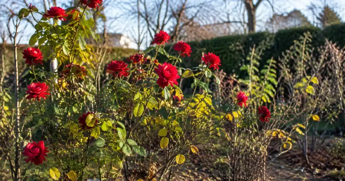 Rosiers aux branches partiellement feuillues restant debout avant hiver