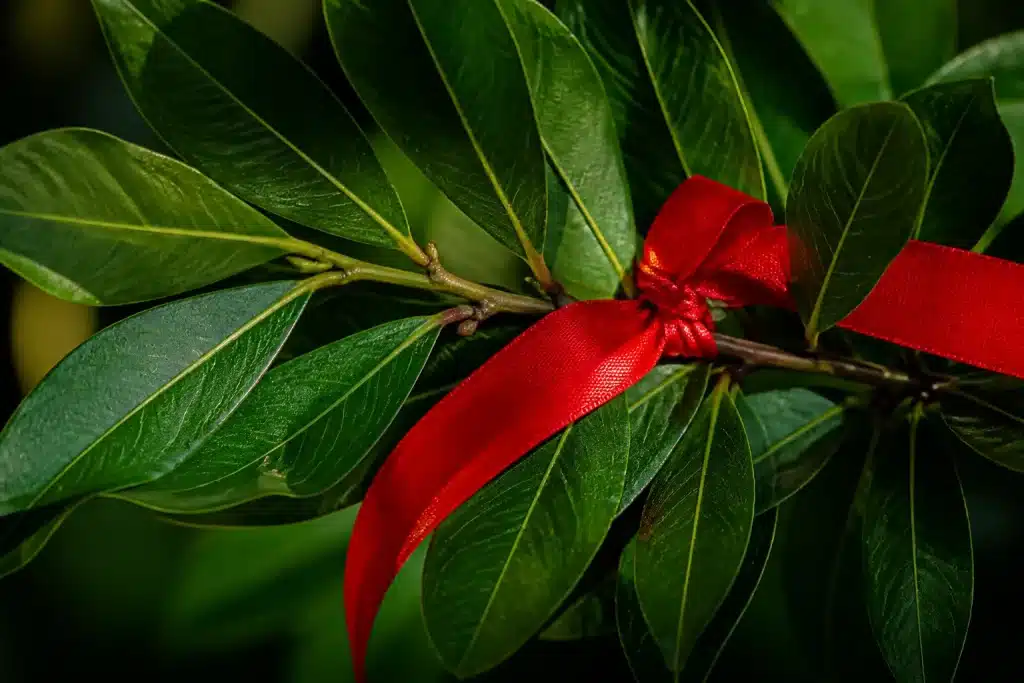 Ruban rouge noue autour branche laurier vert fonce