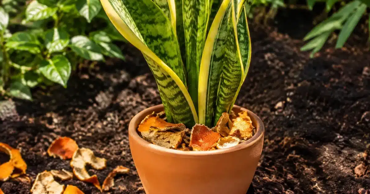Pot de sansevieria contenant des écorces d'orange séchées posées sur terre brune