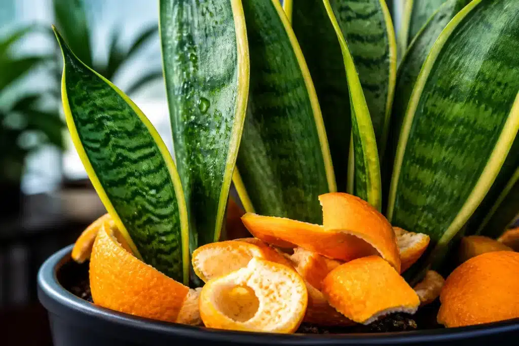 Feuilles de sansevieria avec écorces d'orange humides