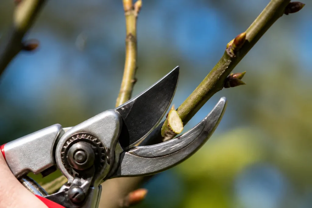 secateur affute coupe branche arbre biseau pres bourgeon