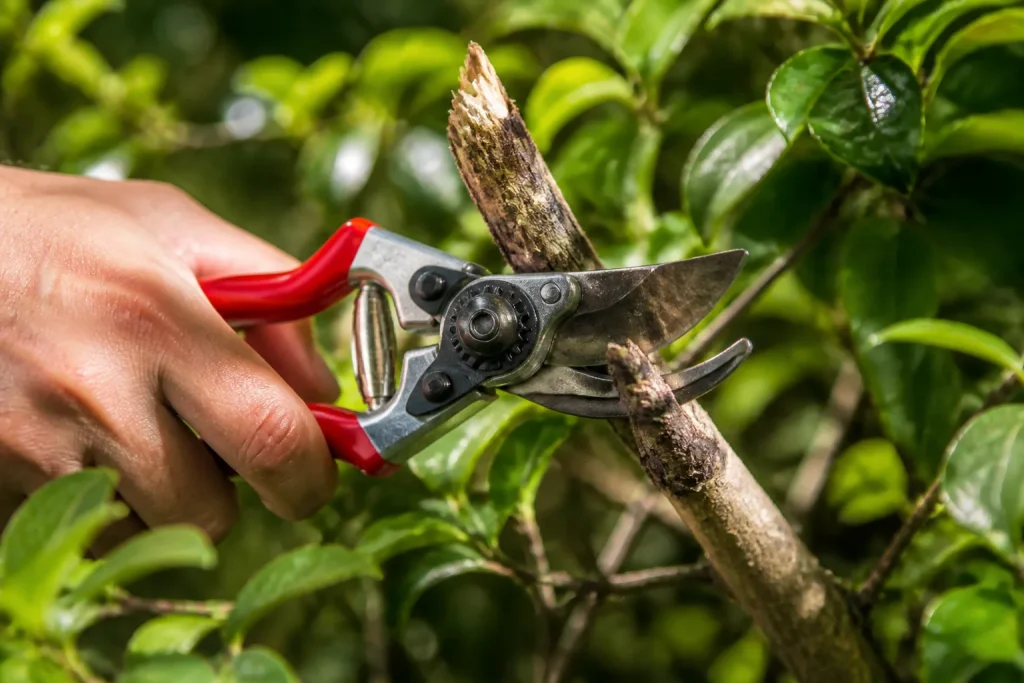 Secateur coupant branche morte sur arbuste