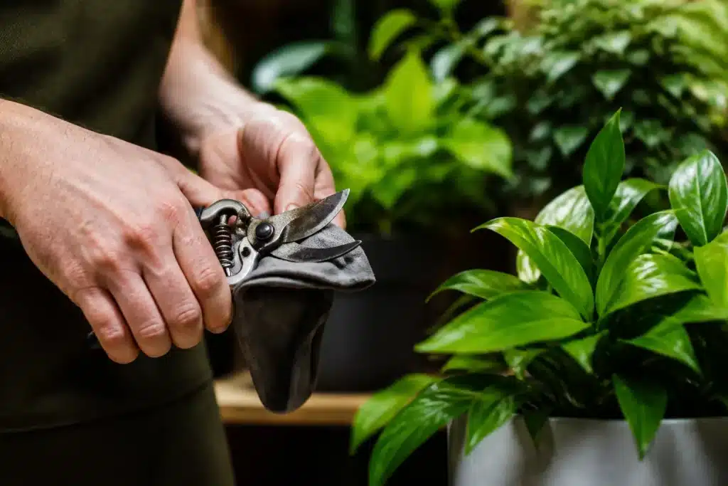 Jardinier nettoie secateur avant tailler plante verte