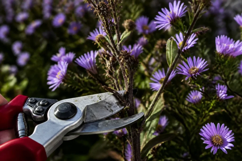 Secateur lame affutee tige fane aster