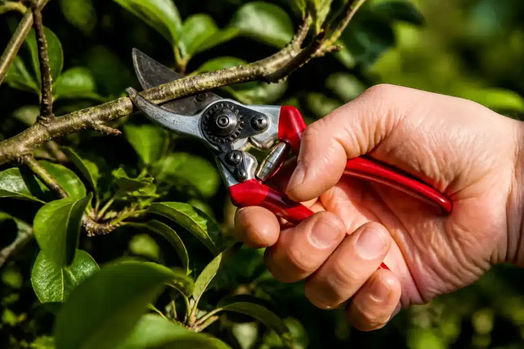 Petit sécateur rouge coupant branche jardin amateur