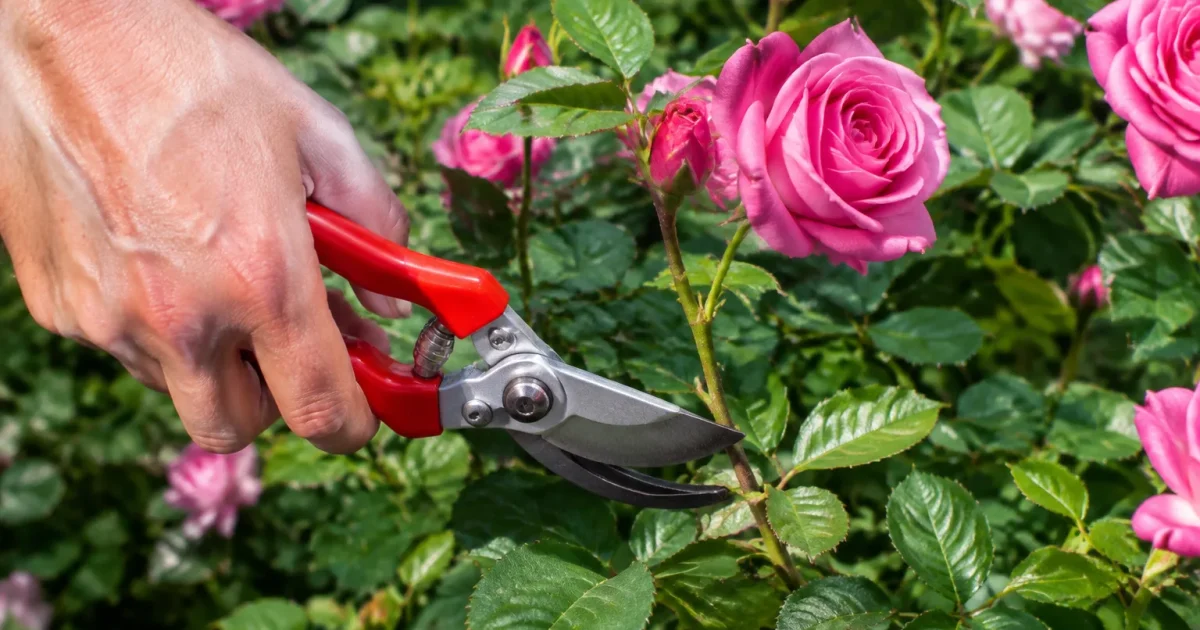 Secateur coupant tige rose compacte buisson vert