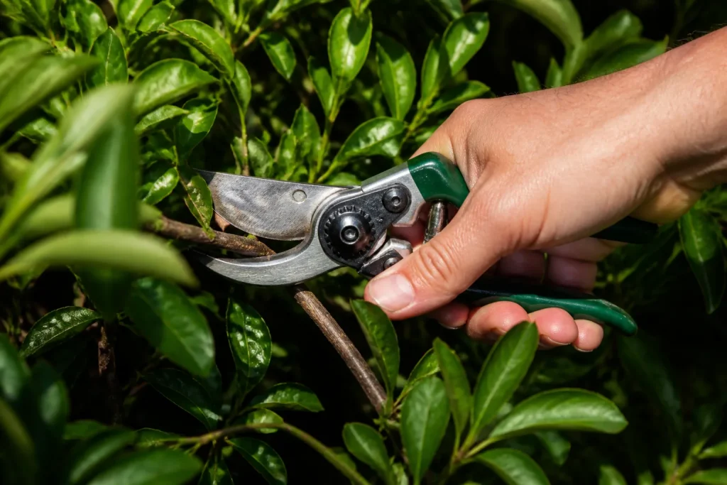 Secateurs coupant les branches d'un arbuste feuillu vert