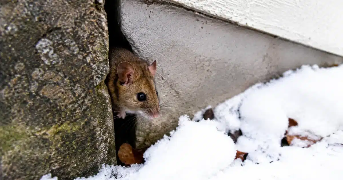 Souris glissant par fissure etroite mur maison hiver