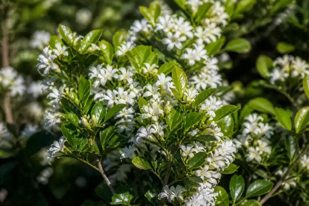 Arbuste fleuri avec fleurs blanches et nouvelles pousses vertes