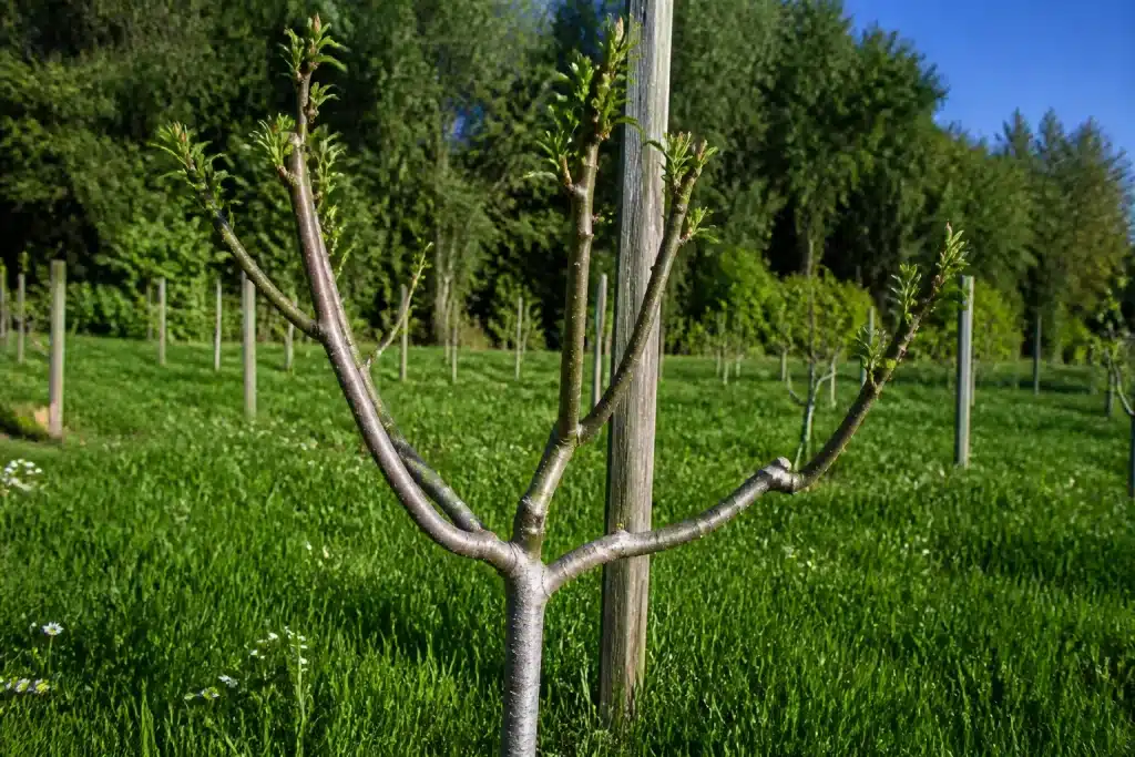Jeune arbre fruitier aux branches taillées en gobelet, centre aere.