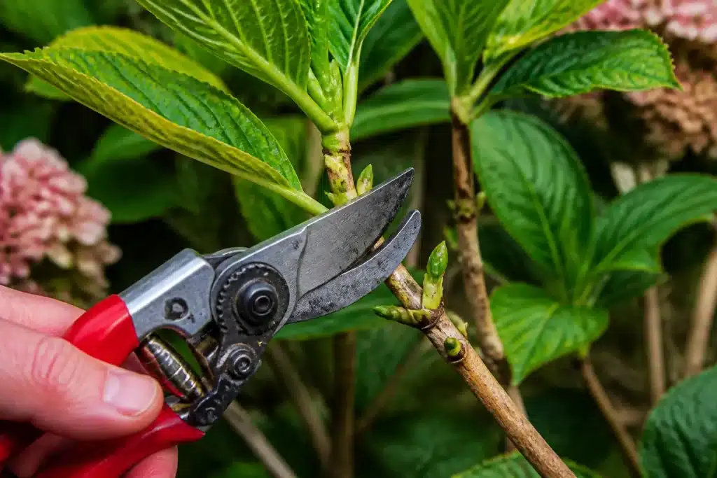 Sécateur coupant branche hortensia juste au-dessus bourgeon vert