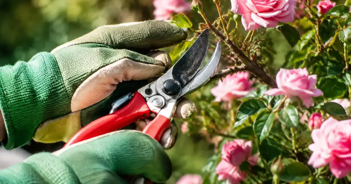 Mains gantees tenant secateurs pres de branches roses en fleur