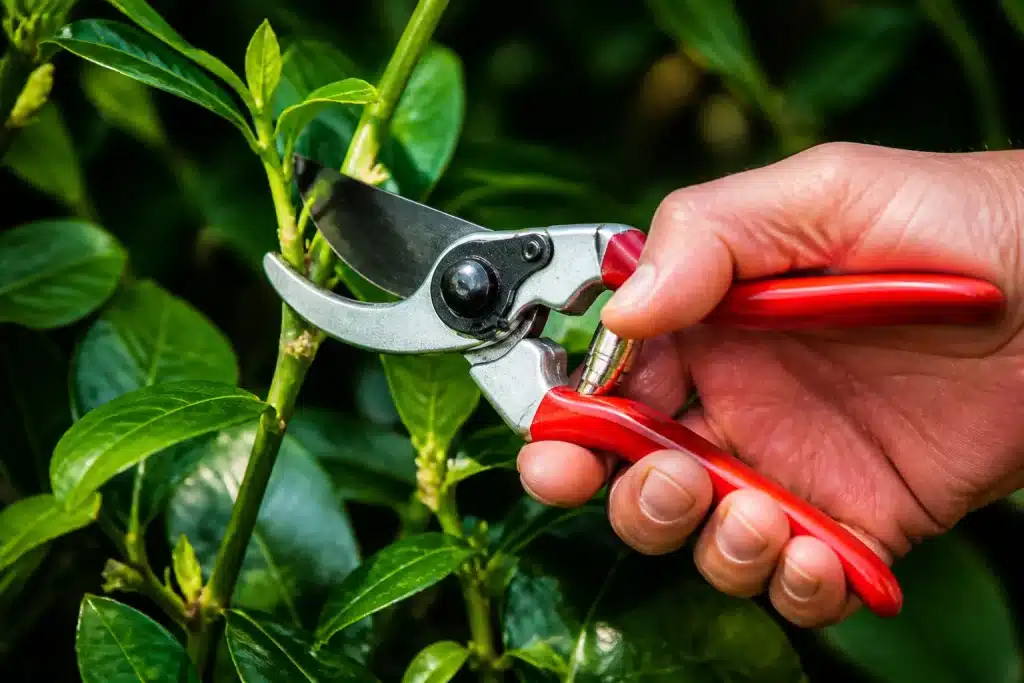 Secateur affute coupant une tige verte a main