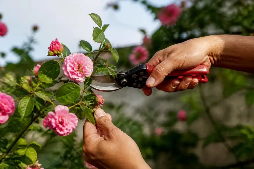 Mains taillant branche fleurie rose avec secateur