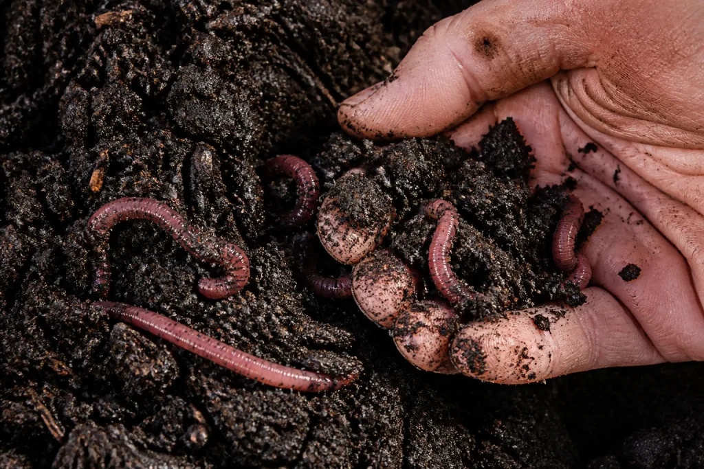 Terre noire riche avec vers de terre visibles
