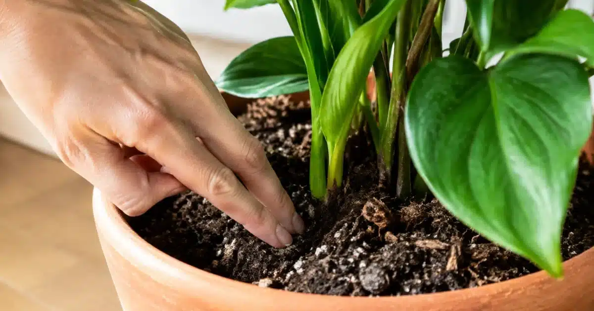 Doigt touchant terre seche dans pot de plante interieur