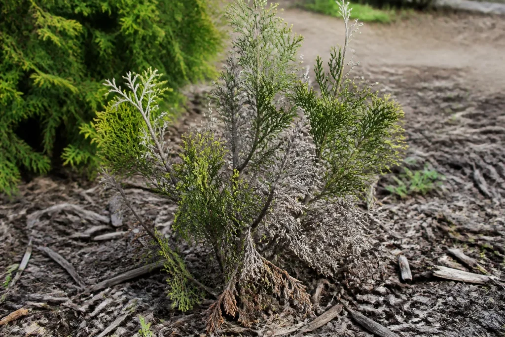 Jeune thuya aux branches mortes, feuillage gris desseche