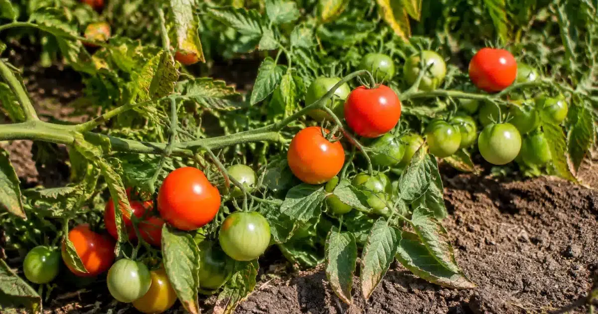Plants tomates inclines horizontalement sol jardin fin saison