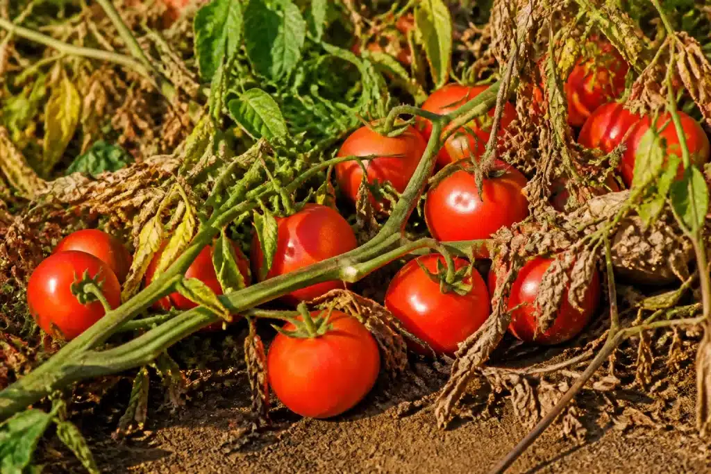 Tomates rouges mûres sur plant couché en automne