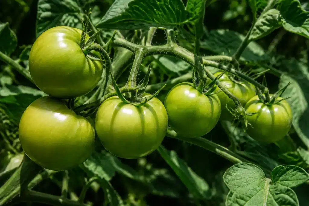 Tomates vertes dures sur plant avec feuillage partiel