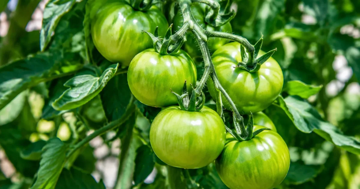 Grappes de tomates vertes fixees sur rameau