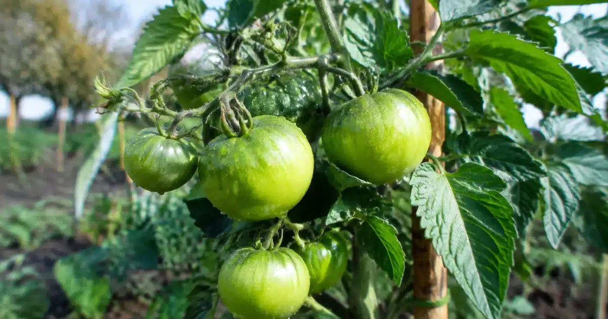 Tomates vertes immatures accrochees a plant dans jardin froid