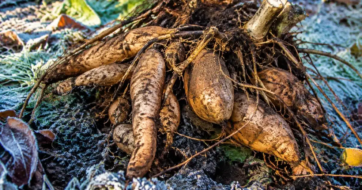 Tubercules de dahlia reposant sur sol gelé après récolte automnale