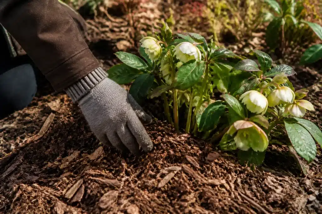 Main gantee verifiant le paillage brun autour plante hivernal