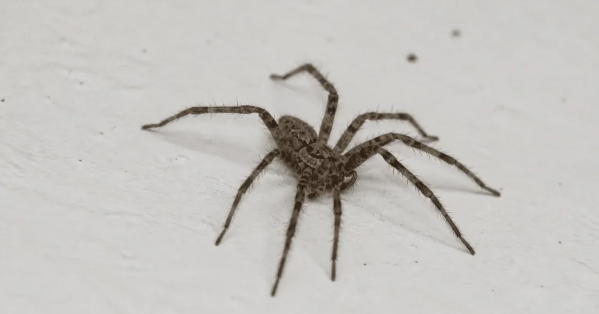Arachnide aux pattes velues sur surface blanche.