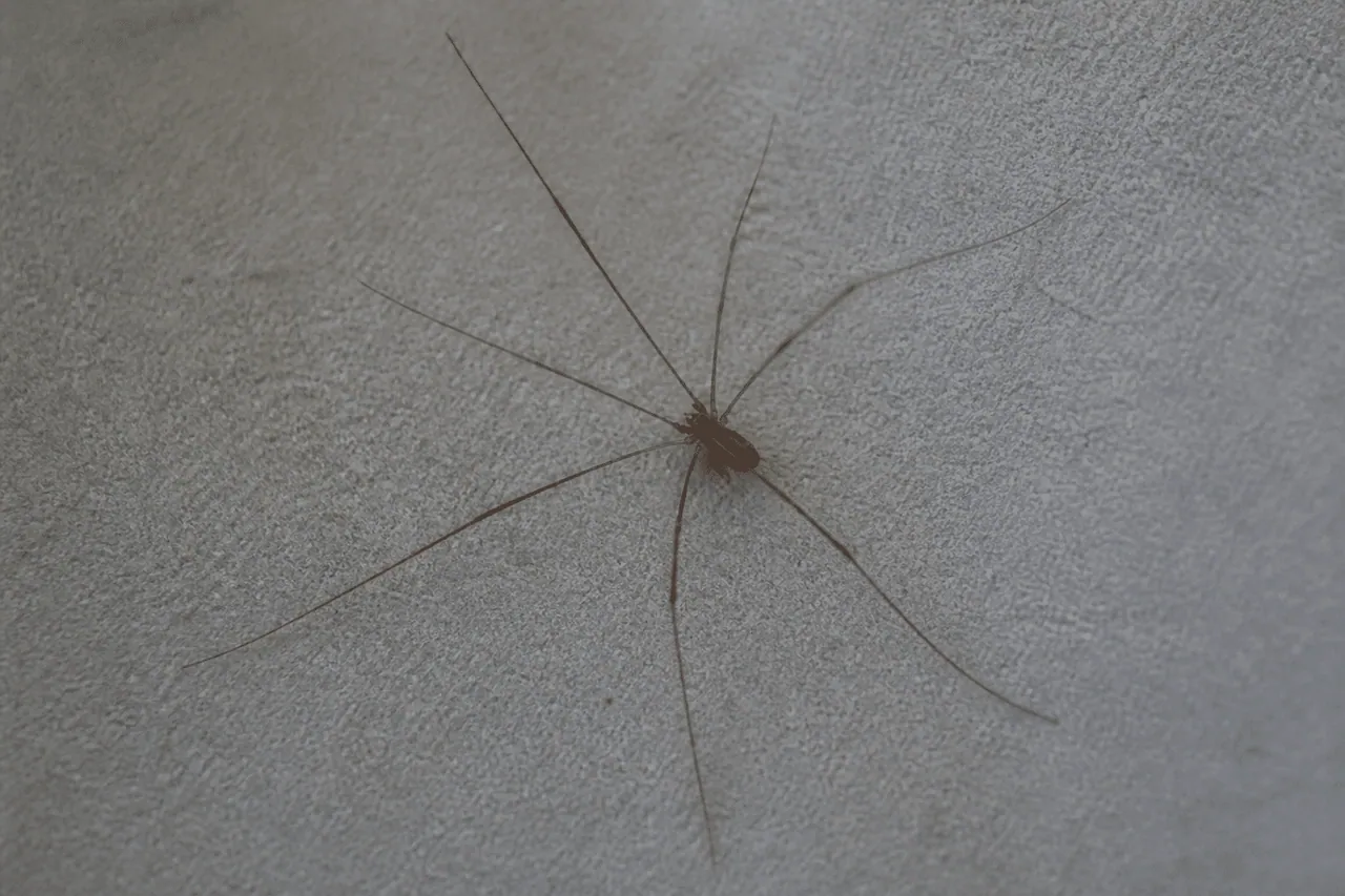 Araignee aux pattes longues sur toile grise