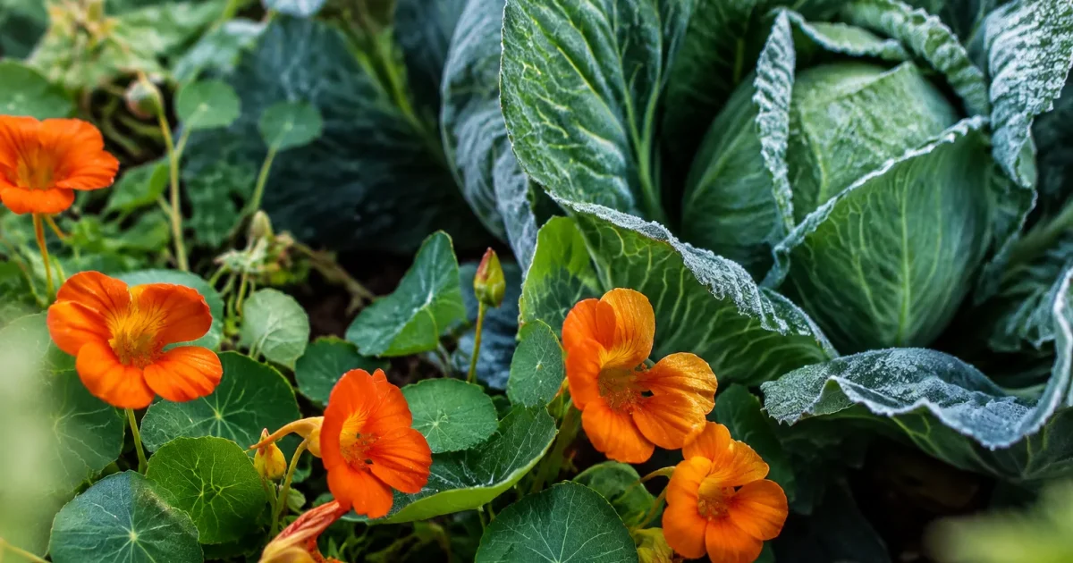 Capucines orange au pied de choux verts givrés