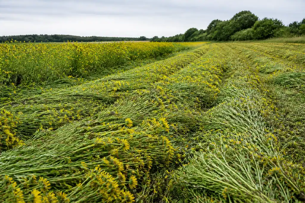 Champ couvert de fleurs jaunes fauchees par une faucheuse