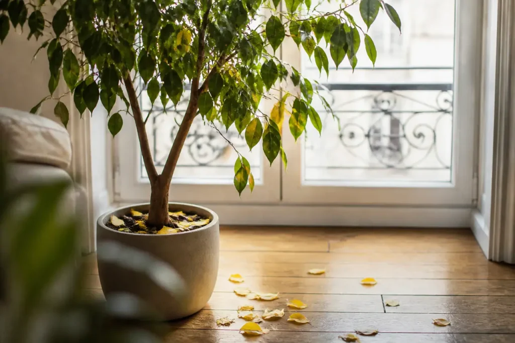 Ficus perdant ses feuilles jaunes pres une fenetre