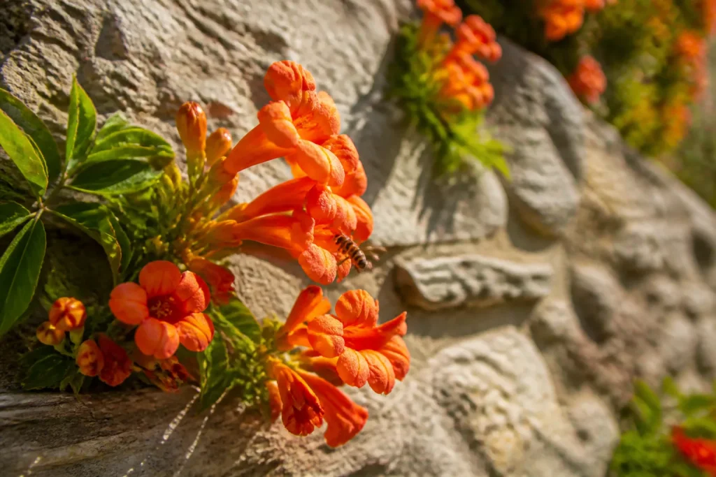 Fleurs orange vives et abeille sur mur de pierre