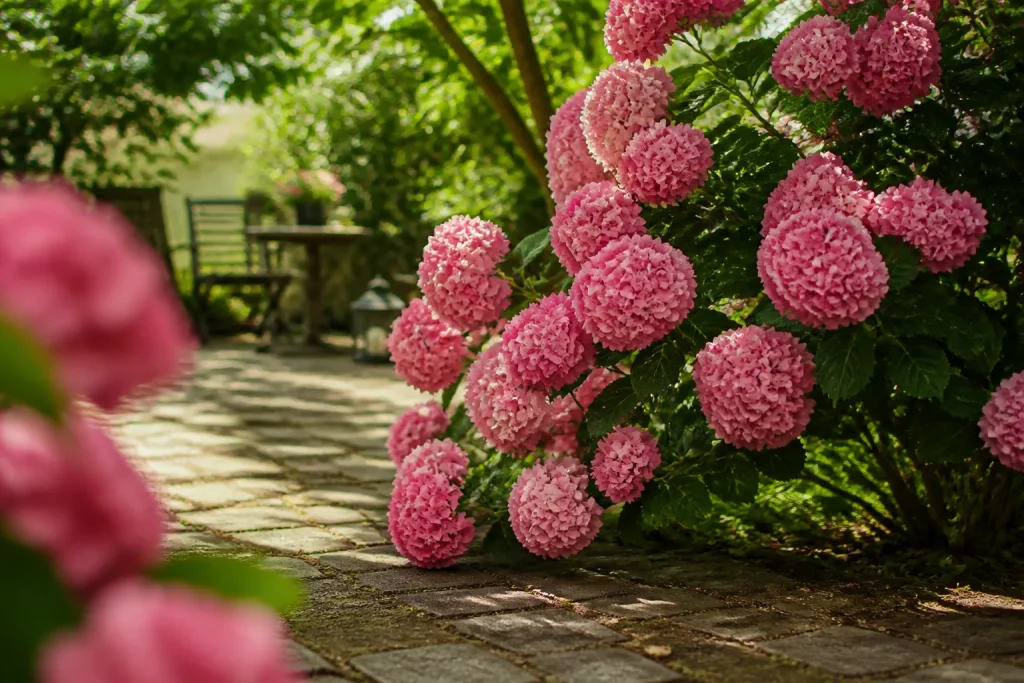 Hortensia aux grosses fleurs roses au jardin ensoleille