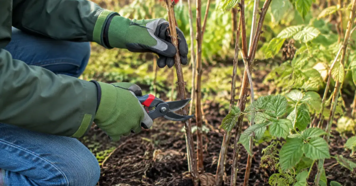 Jardinier agenouille coupe une canne de framboisier au secateur