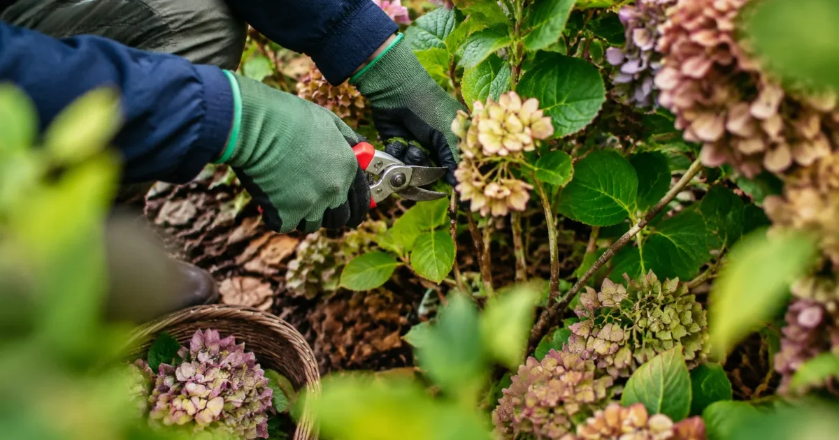 Jardinier agenouille taille hortensias au secateur dans le jardin