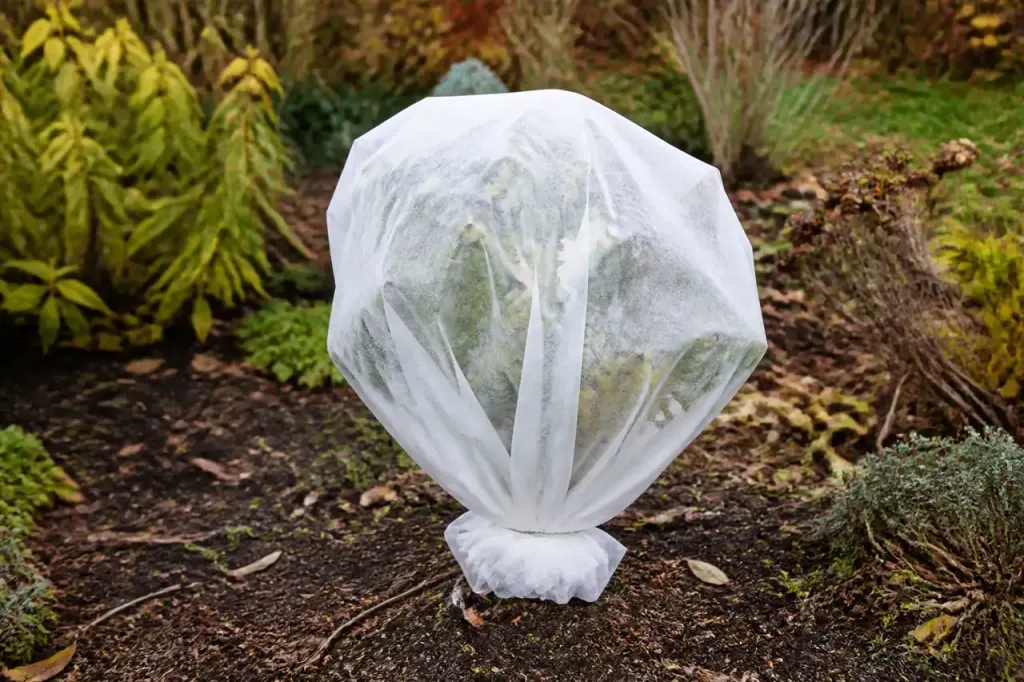 Jeune arbuste couvert par un voile blanc au jardin