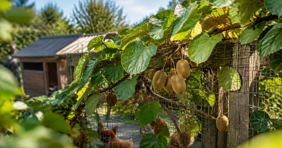 Liane de kiwi grimpant sur le grillage du poulailler