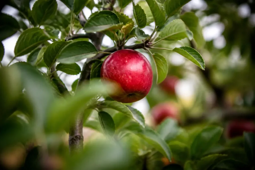 Main cueillant une pomme rouge sur une branche
