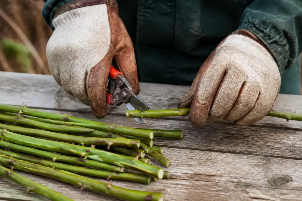 Mains gantees taillant des cannes de framboisiers vertes