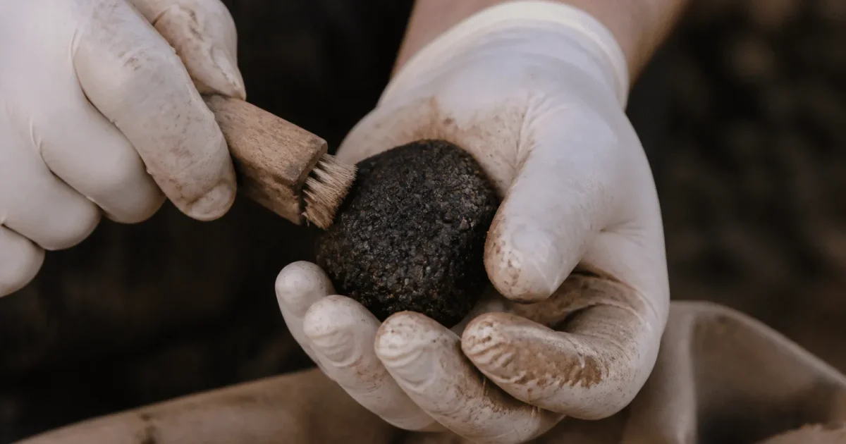 Mains gantees nettoyant delicatement une truffe noire.