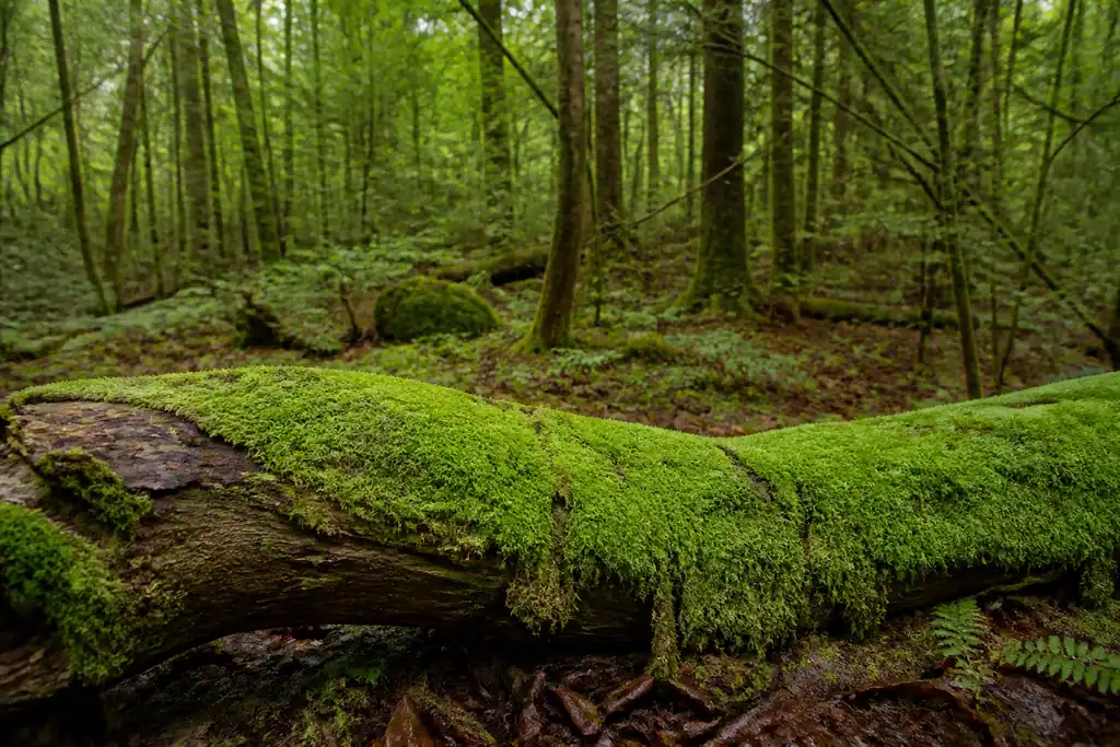 Mousse verte recouvrant un tronc couche dans la foret