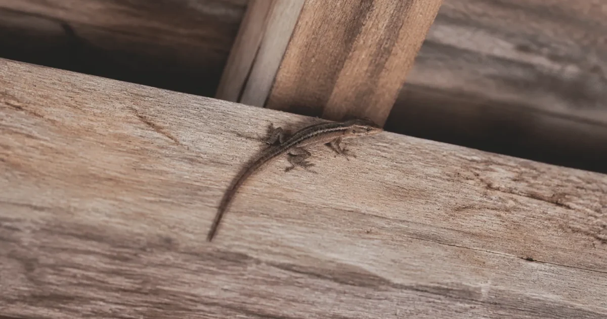 Petite creature brune grimpant sur des poutres de bois.