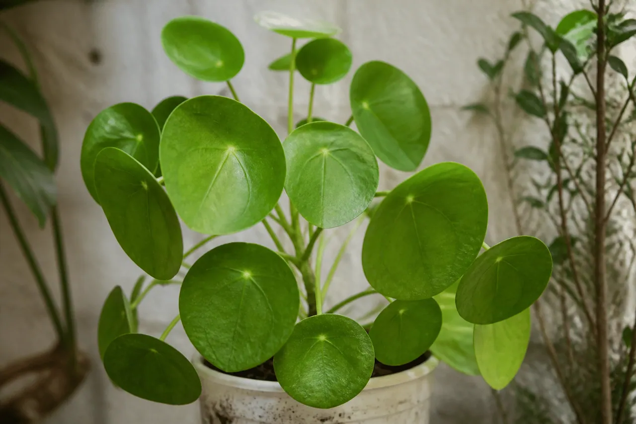 Plante aux feuilles circulaires vertes et brillantes