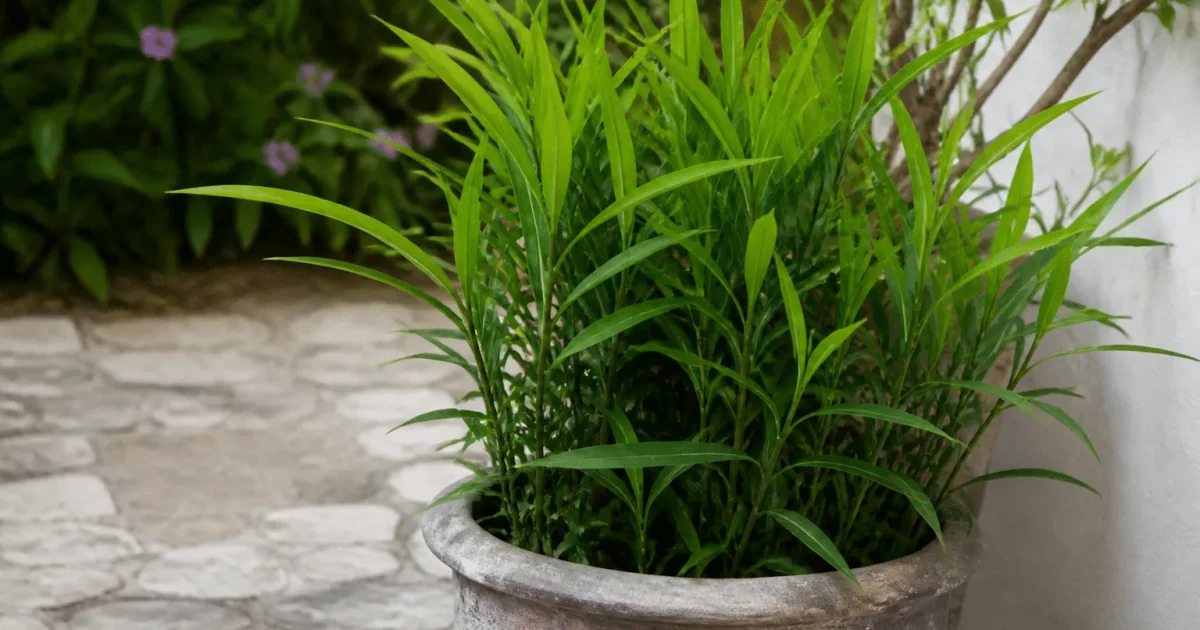 Plante verte feuillage étroit poussant en pot extérieur.