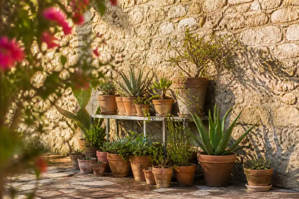 Pots serres contre un mur de pierre ensoleille