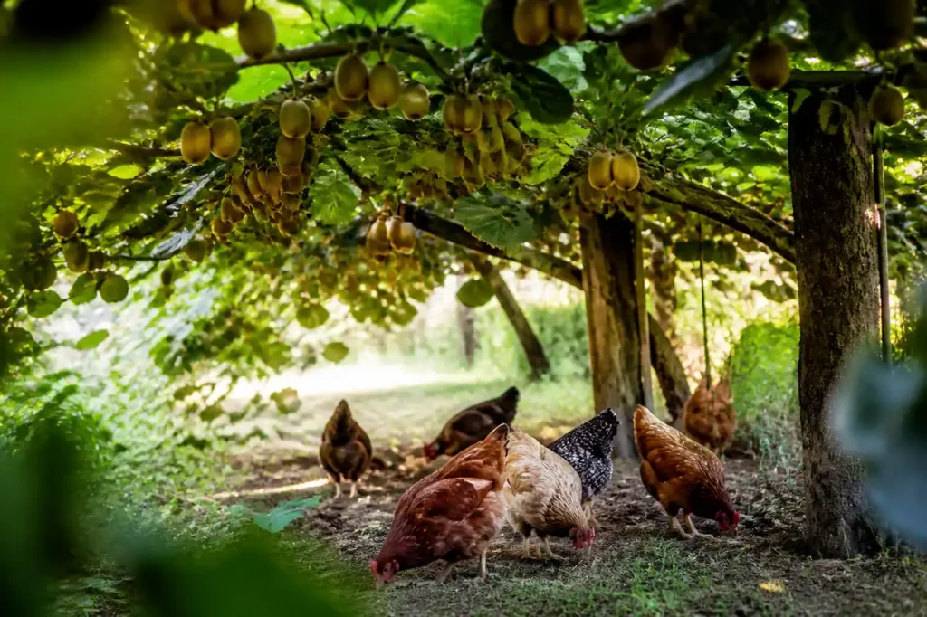 Poules picorant sous une pergola de kiwis verts