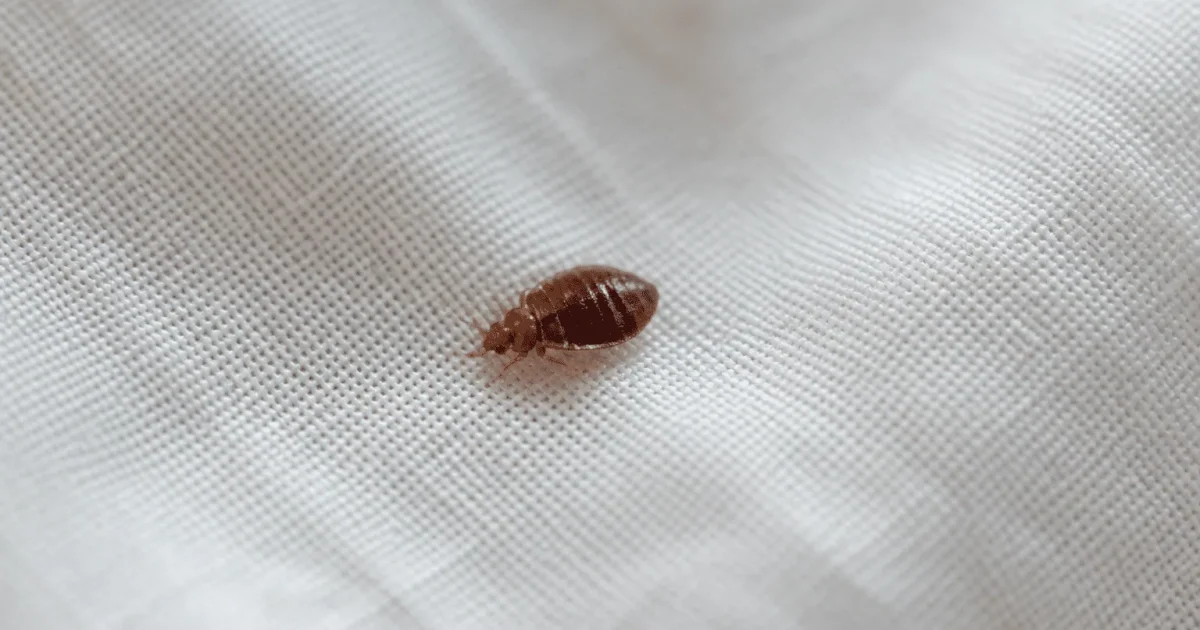 Punaise de lit marron remplie de sang sur tissu blanc.